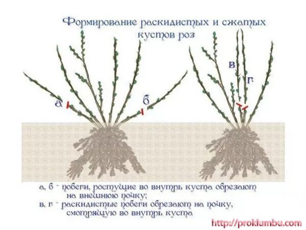 Как обрезать кустовую розу весной. Схема обрезка весной плетистой розы. Обрезка плетистой розы весной. Обрезка плетистой розы схема. Схема обрезки плетистых роз весной.