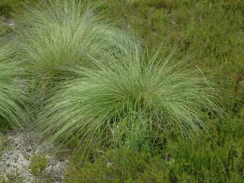 Трава Белоус. Белоус торчащий. Белоус (Nardus stricta). Болотная трава Белоус.