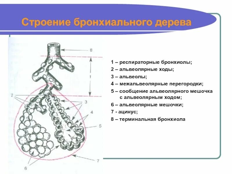 Рисунок альвеолы легких. Бронхиальное дерево бронхиолы. альвеолярное дерево анатомия строение. структура бронхиального дерева альвеолы. строение бронхиального и альвеолярного дерева.