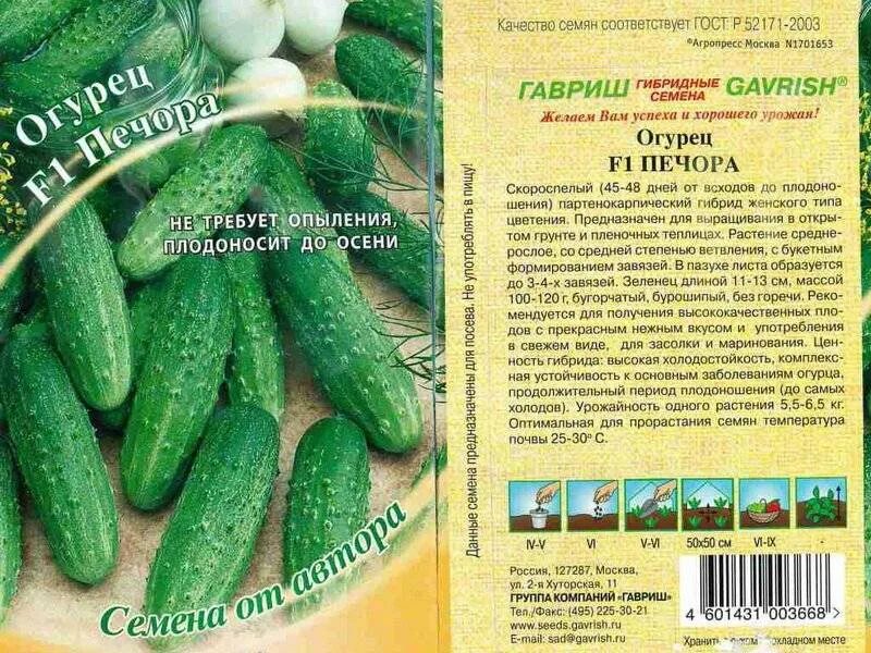 Какой сорт огурца лучше для засолки. Гладкие огурцы сорта для открытого грунта. Огурцы для открытого грунта в Сибири лучшие сорта. Семена огурцов для открытого грунта лучшие. Семена огурцов для открытого грунта самоопыляемые.