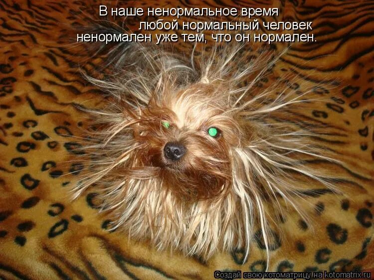 Такая есть уже. Вот такая я загадочная. лохматое солнышко. стрижка солнышко. я вся такая загадочная и непредсказуемая.