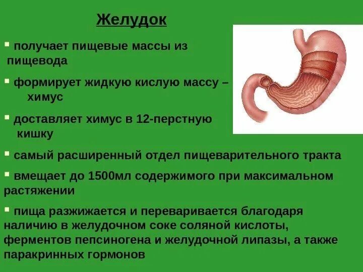 Почему не перевариваются стенки желудка. Интересные факты о желудке. Формирование химуса из пищевого комка происходит.