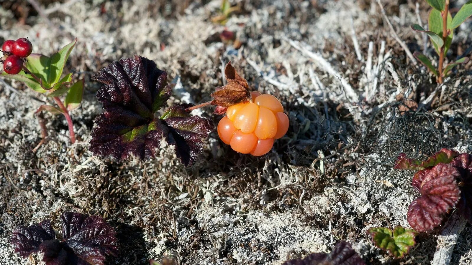 Морошка Арктическая. Морошка (Rubus chamaemorus). Морошка Кольский полуостров. Морошка в тундре.