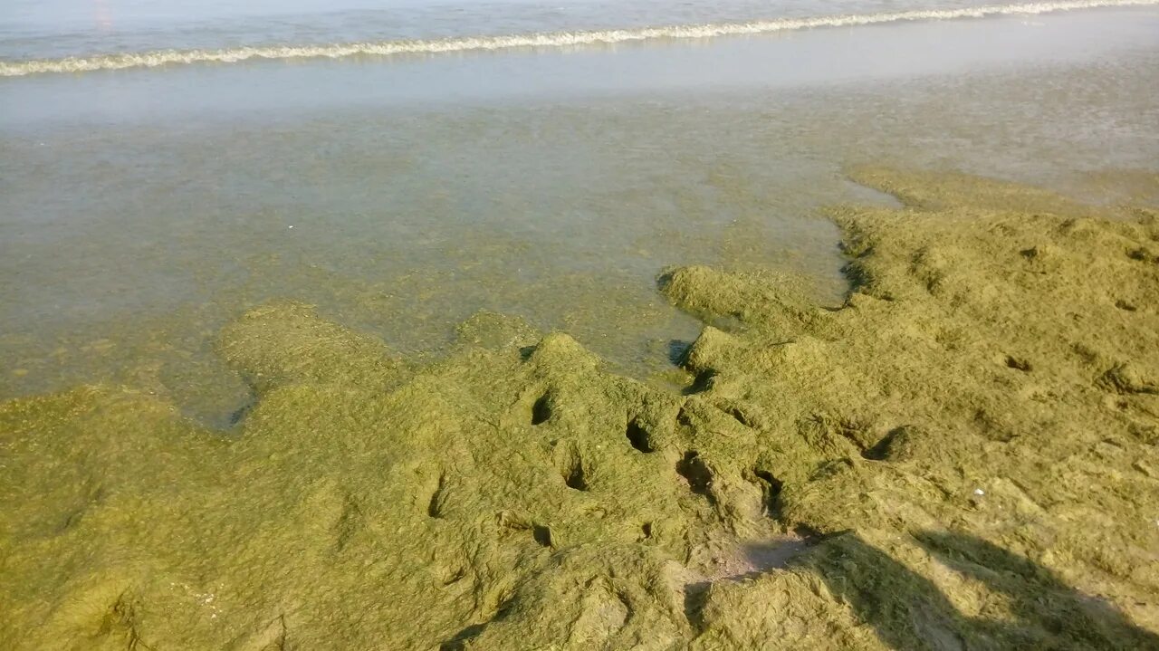 Водоросли в анапе. Черное море цветет Анапа. Витязево море цветет. Цветение моря Витязево Анапа. В Анапе зацвело море.