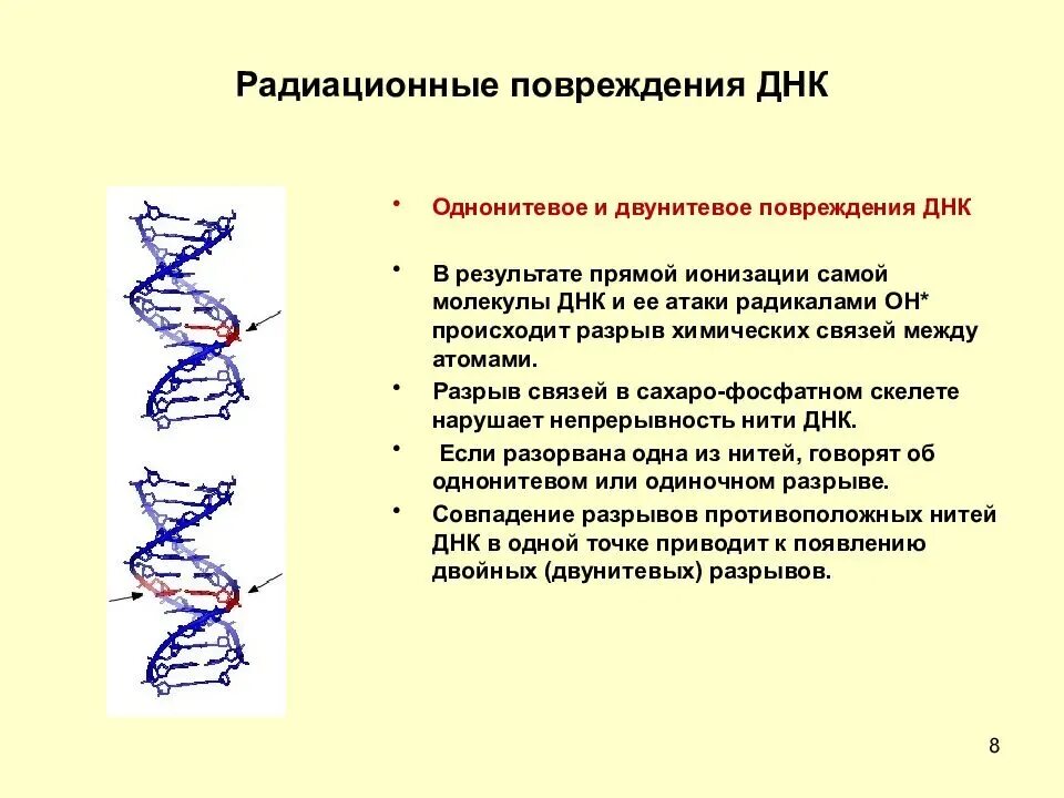 Днк после смерти. Ионизирующие излучения повреждение ДНК. Повреждение ДНК под действием радиации. Какое действие может приводить к повреждению ДНК клеток?. Первичные повреждения ДНК.