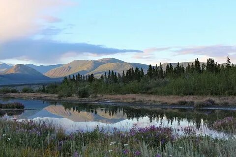 Boreal forest