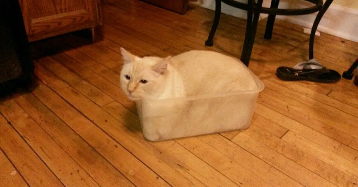 Кот квадратный какая. Квадратный кот. Кот в коробке. Коробка для кота. Бывают квадратные коты.