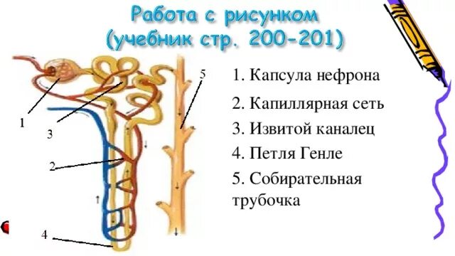 Процесс в собирательной трубочке