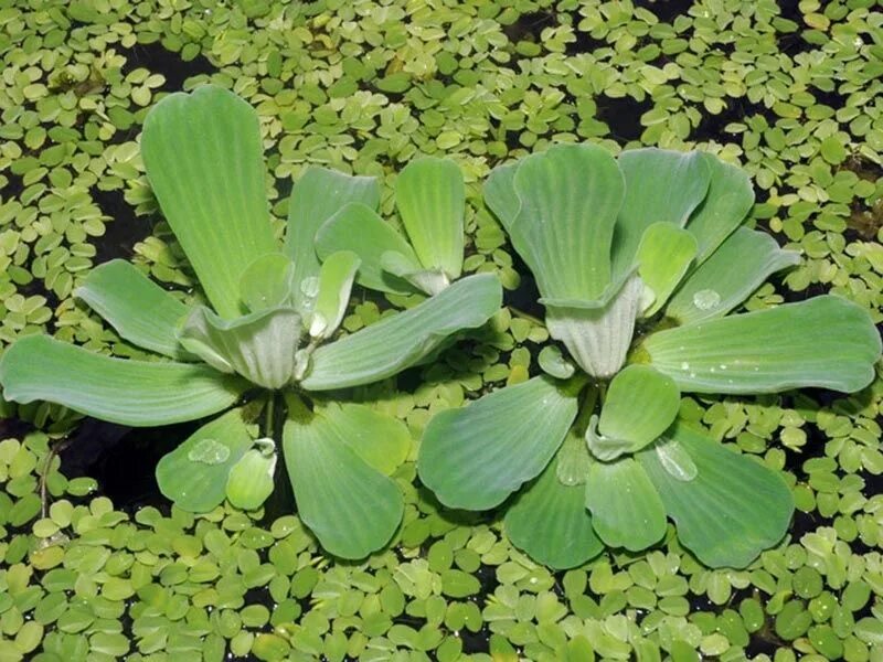 Виды плавающих растений. Пистия аквариумное растение. Пистия Aqua Velvet'. Пистия (Pistia).