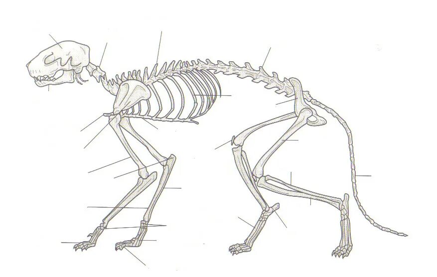 Строение скелета котенка. Скелет кошки с названием костей. Скелет кота строение. Строение скелета кошки грудная клетка. Отделы скелета млекопитающих животных