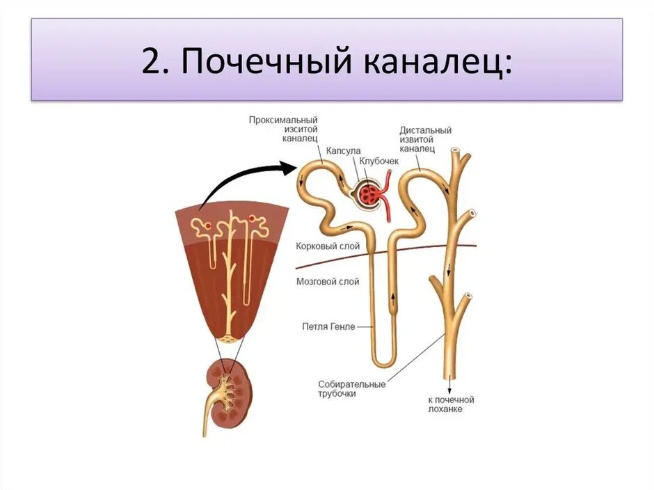 Движение мочи по собирательным трубочкам пирамид. Система почечных канальцев нефрона. Строение нефрона почечный каналец. Строение почки каналец нефрона. Строение почки почечный каналец.