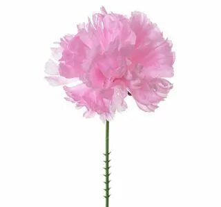 Pick pink