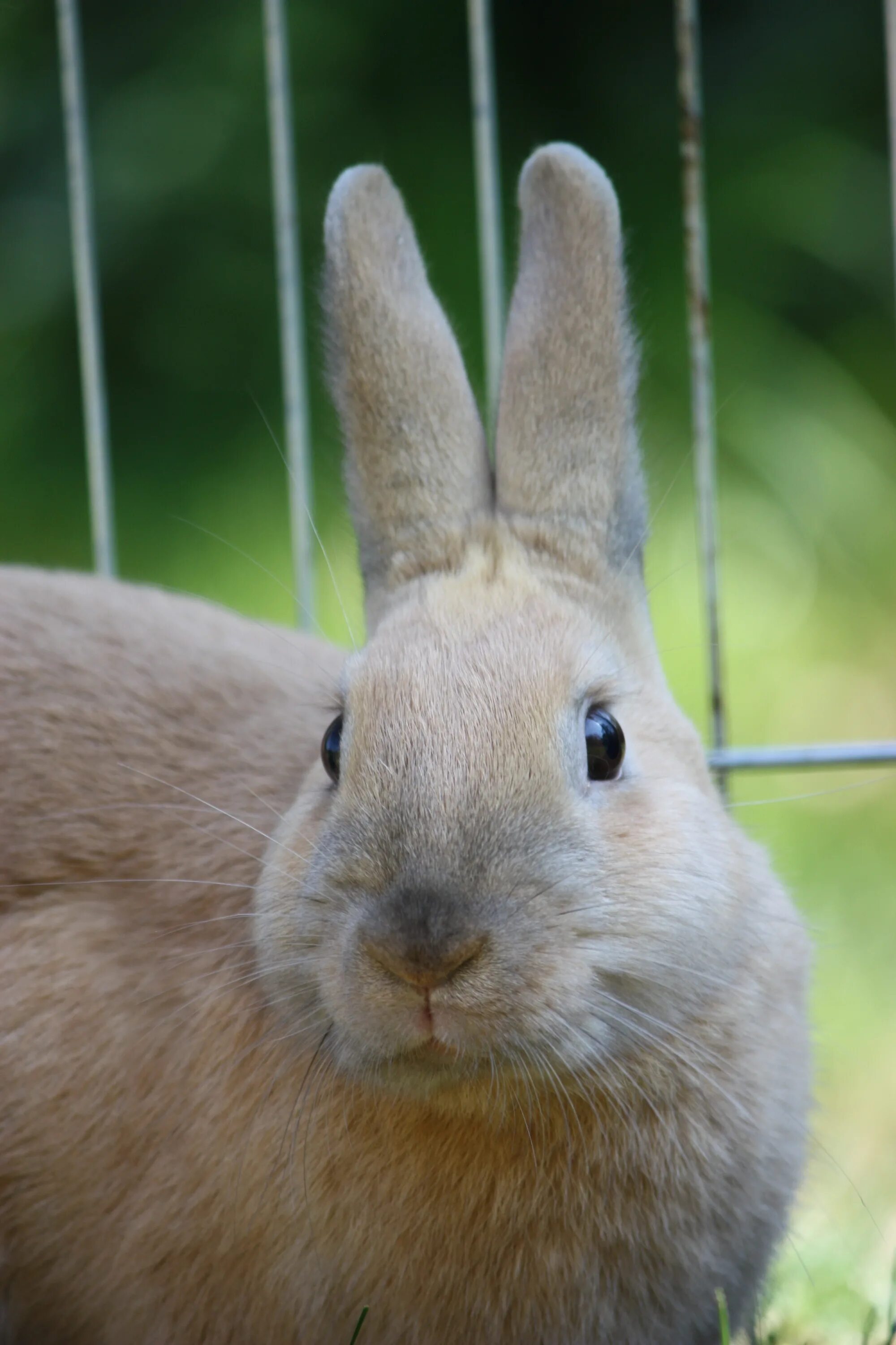 Домашние зайца фото. Rabit rabit. кролик домашний. бежевый кролик. домашние животные кролики.
