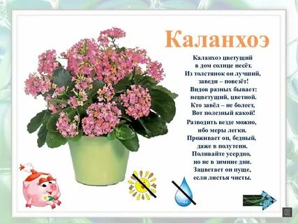 Каланхоэ приметы