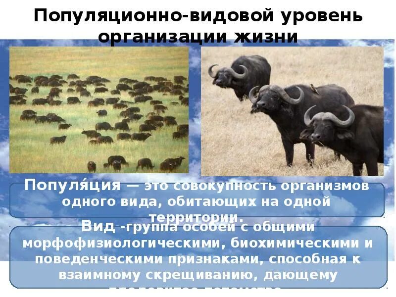 Популяция видовой уровень. Уровни организации жизнипопуляционно-видовой у. Популяционно-видовой уровень организации. Популяционно-видовой уровень организации жизни. Популяционно видовой.