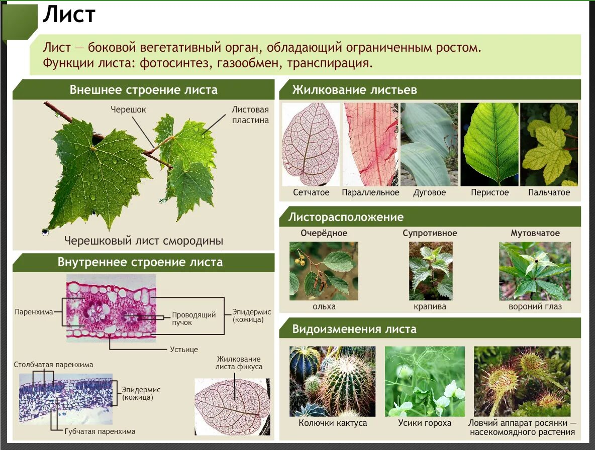 Жилкование листьев 6 класс биология. Структура листа. Строение листа. Внутреннее строение листа.