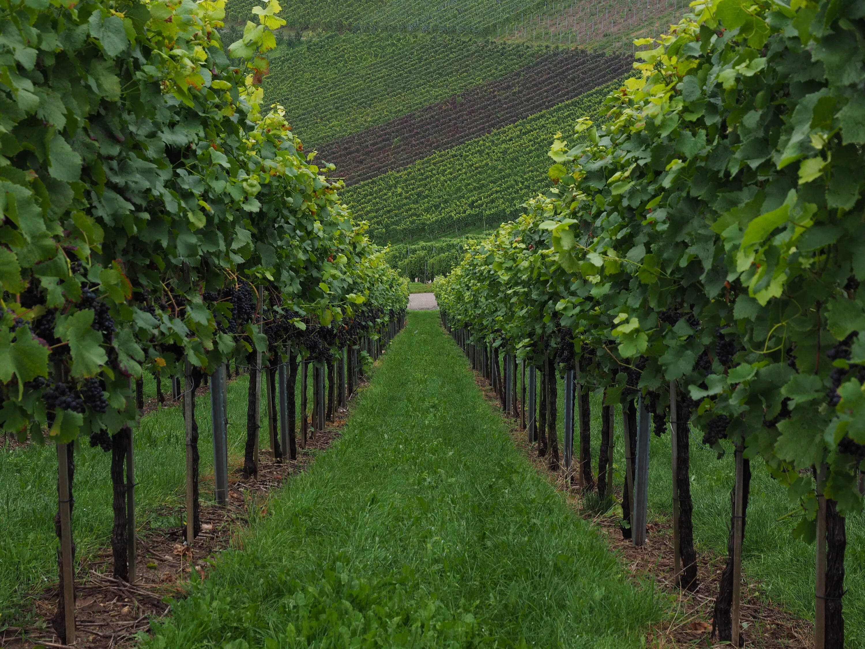 Плодовые насаждения. Алазанская Долина виноградники. Плантации винограда в Молдавии. Виноградная лоза плантации. Паркент виноградные плантации.