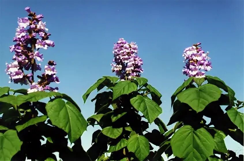 Paulownia pao tong z07. Павловния сорта шан-тонг. Павлония пао. Павлония войлочная. Быстрорастущее дерево павлония.