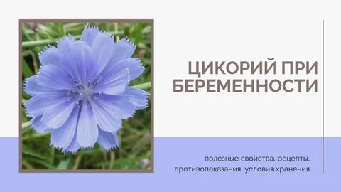 Цикорий беременным
