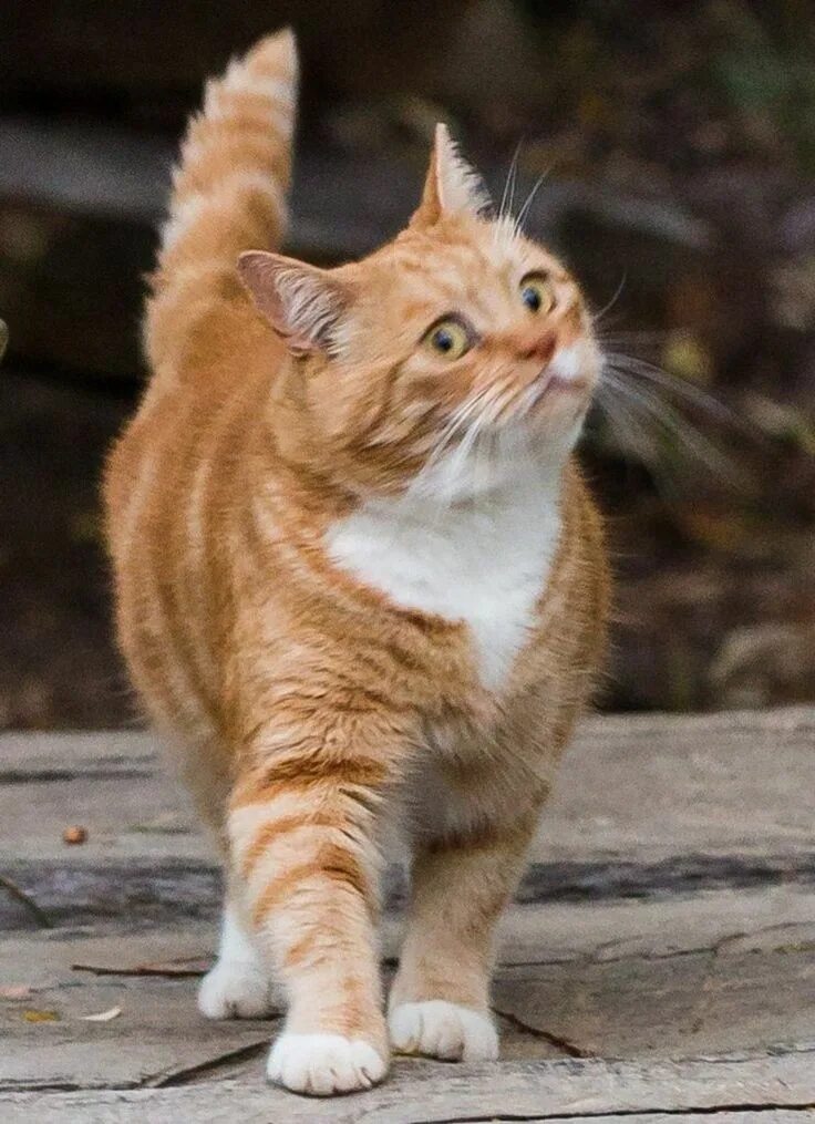 Коварный кот. Рыжий кот. рыжая кошка. рыжий котик. смешной рыжий кот.