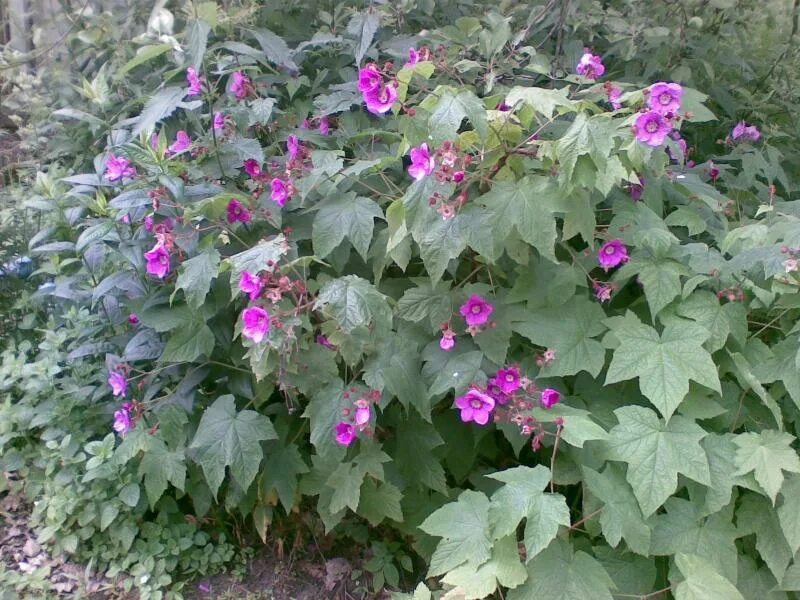 Малина душистая саженцы (Rubus odoratus) 20-30 см горшок 0,5 л, цена в Новосибир