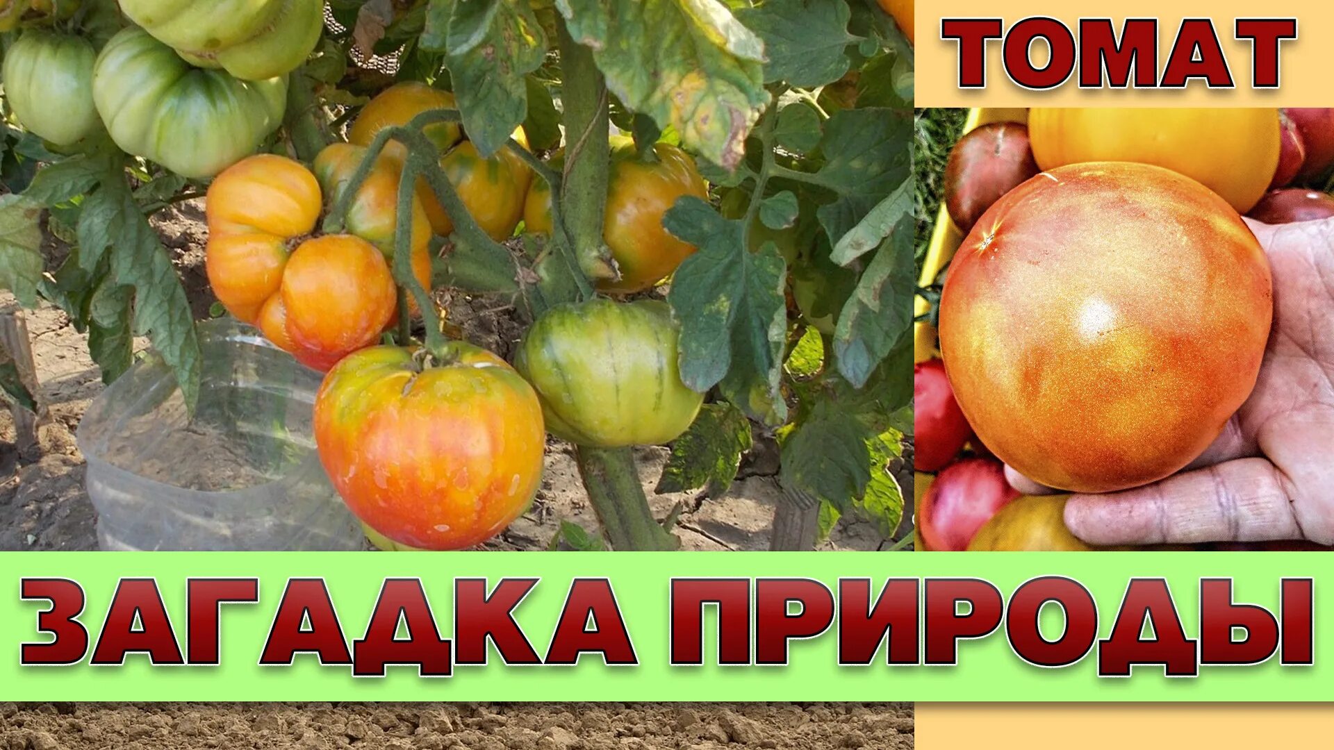 Помидоры загадка описание сорта. Помидоры загадка природы. томат загадка. сорт помидор темгвх. сорт томата капуста.