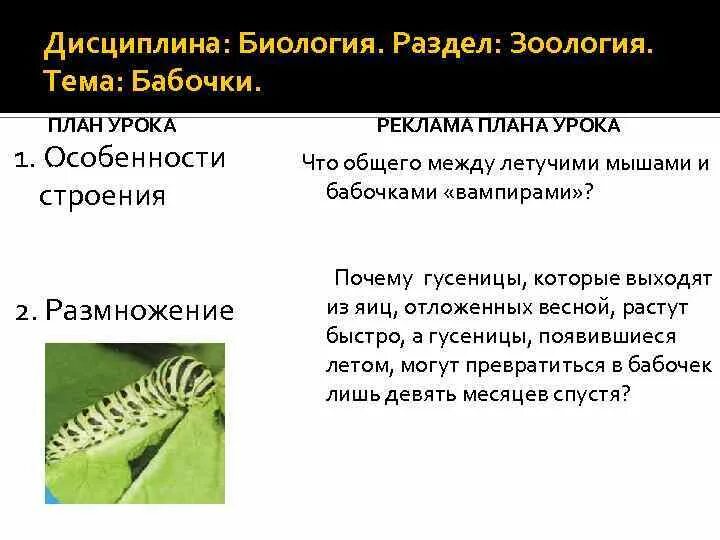 К чему относится зоология. Основные разделы зоологии. Что изучает зоология. Кластер на тему зоология. К чему относится зоология.