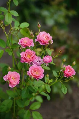 Роза аои фото и описание отзывы Roses in production at a Japanese rose farm 美 し い 花, 花, 美 し い