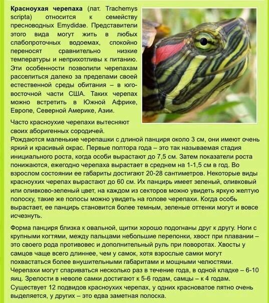 Сколько раз в день кормить красноухую черепаху