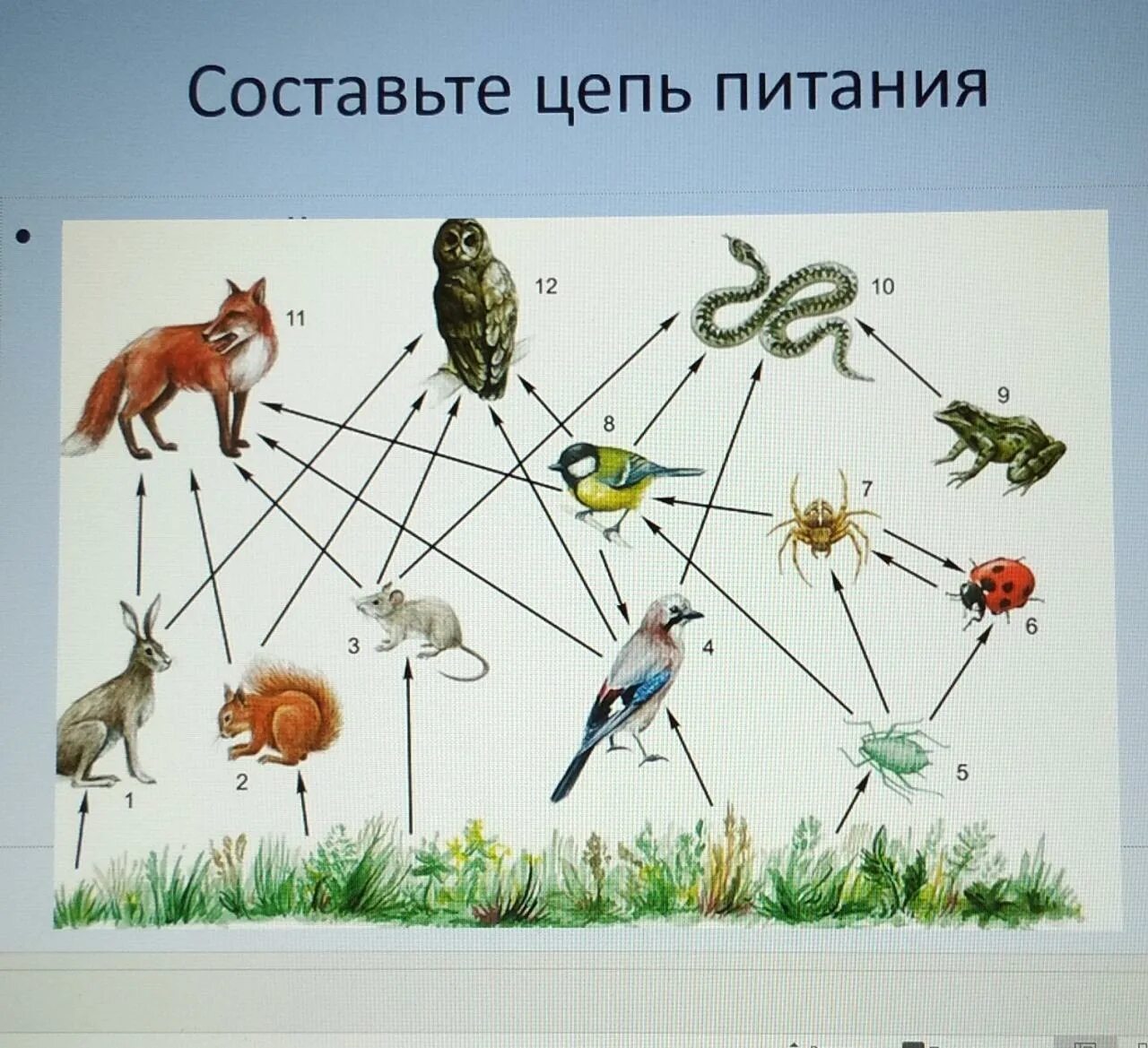 Составьте 3 5 пищевых цепей. Цепи питания. Пищевая цепь. Цепочка питания. Цепочка питания животных.