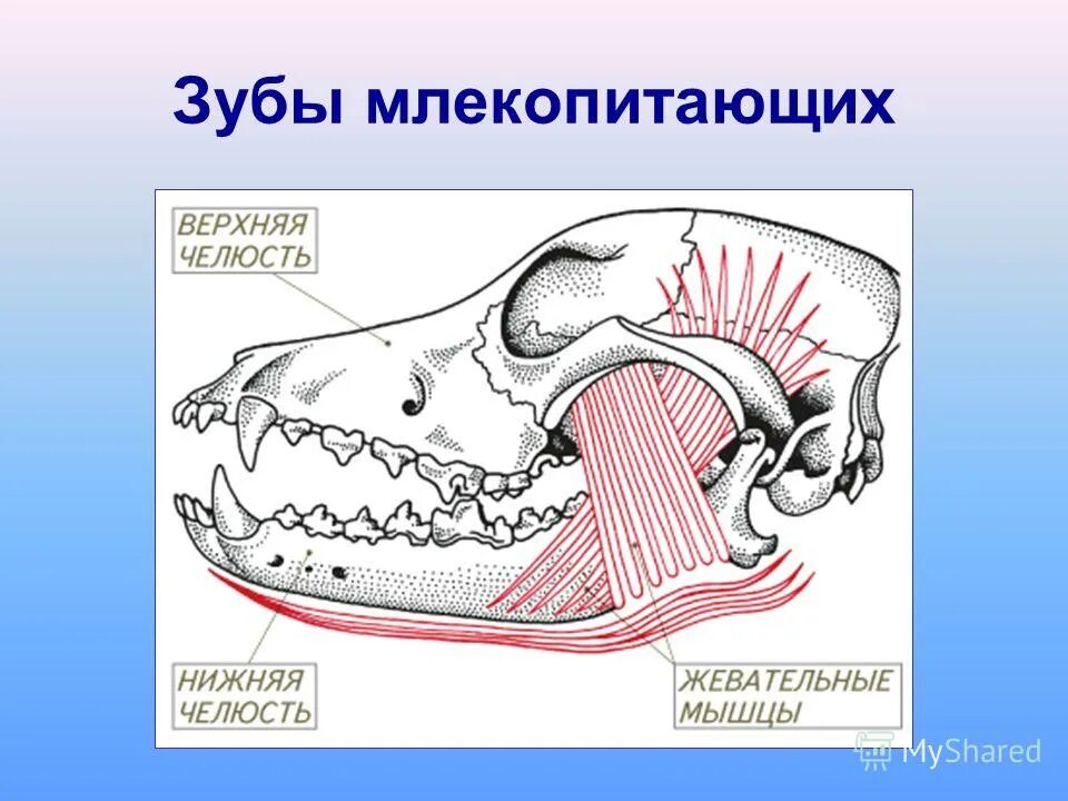 Какие зубы у млекопитающих дифференцированы. Строение зубов млекопитающих биология 7 класс. Челюсти млекопитающих. Строение зубов млекопитающих. Зубная система млекопитающих.