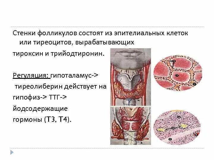 Фолликул щитовидной железы. Щитовидная железа строение. Стенка фолликула щитовидной железы.