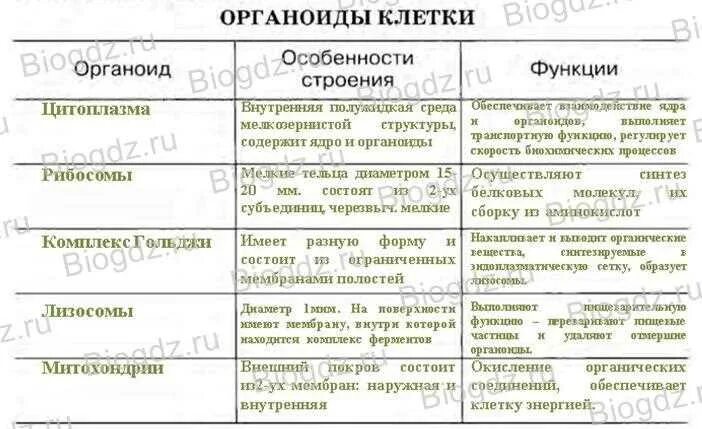 Какова функция органоидов. Таблица строение клетки 9 класс биология органоид. Строение клетки таблица 9 класс биология строение и функции. Строение и функции органоидов клетки таблица 9 класс биология. Таблица по биологии 9 класс строение клетки органоиды.