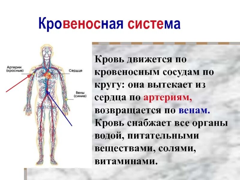 Кровеносная система. Строение и функции кровеносной системы. Кровеносная система кровь. Важность кровеносной системы.