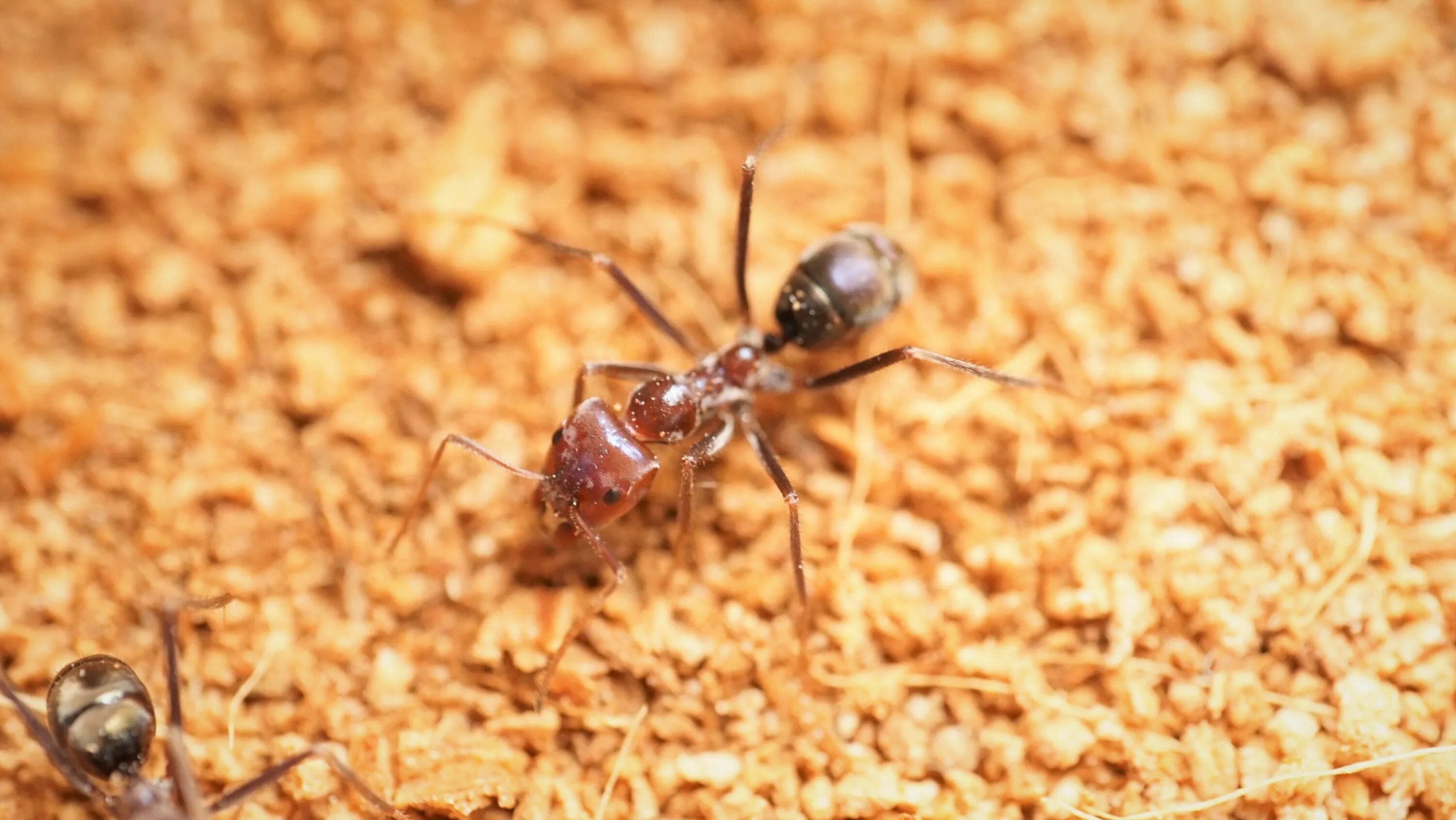 Iridomyrmex purpureus. Мясной муравей. Муравьи с крыльями в теплице. Сахарные муравьи. Как избавиться от муравьев на даче