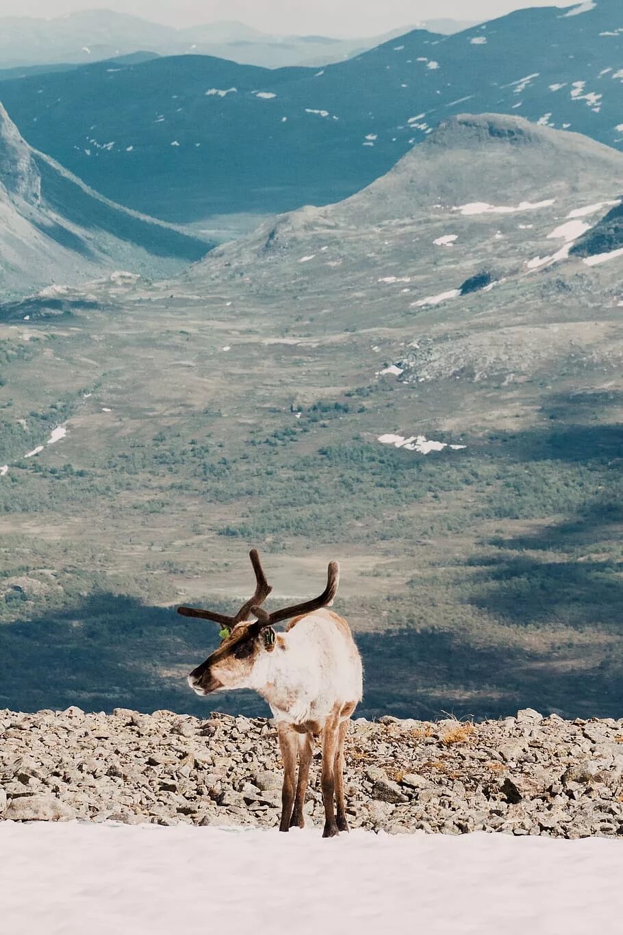 Герцог оленьей горы. Шотландия благородный олень. Герцог оленьей горы дорама. Северный олень в горах. Герцог оленьей горы.