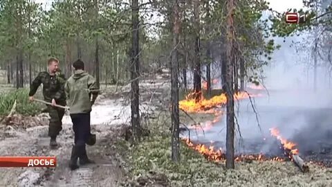 Сургутское лесничество