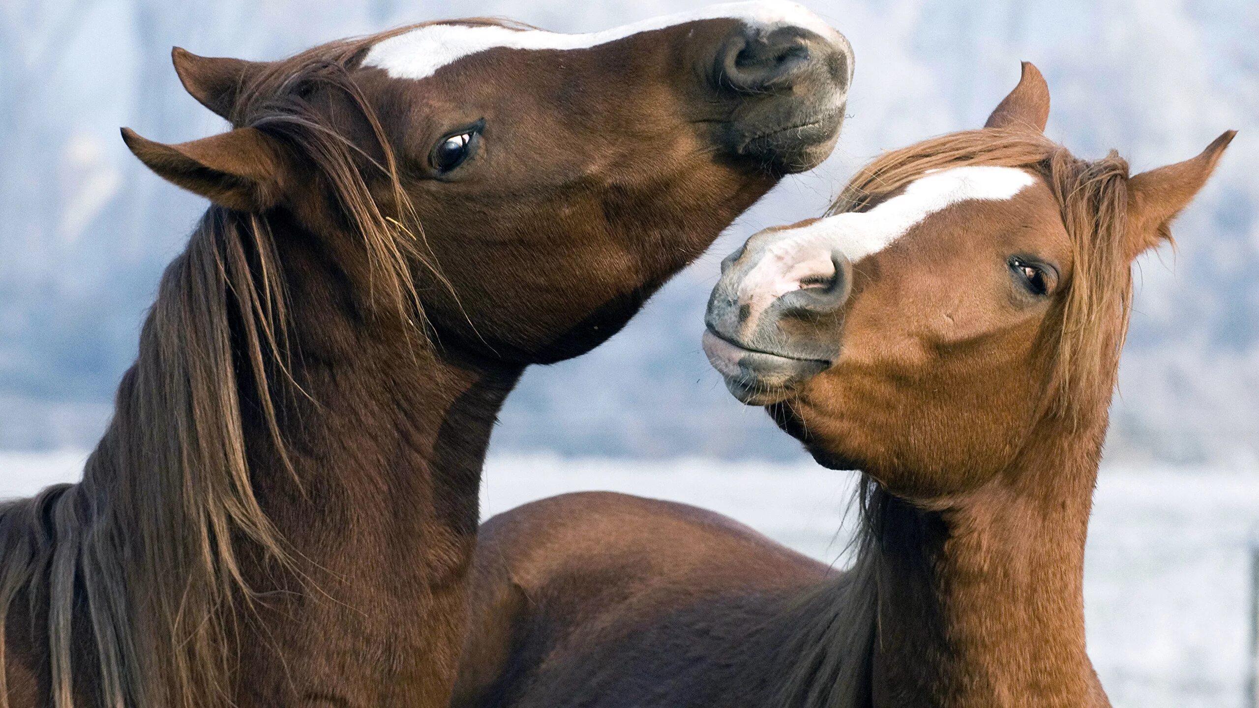 красивые лошади. лошади на рабочий стол. между двух коней. между двух коней. две лошади.