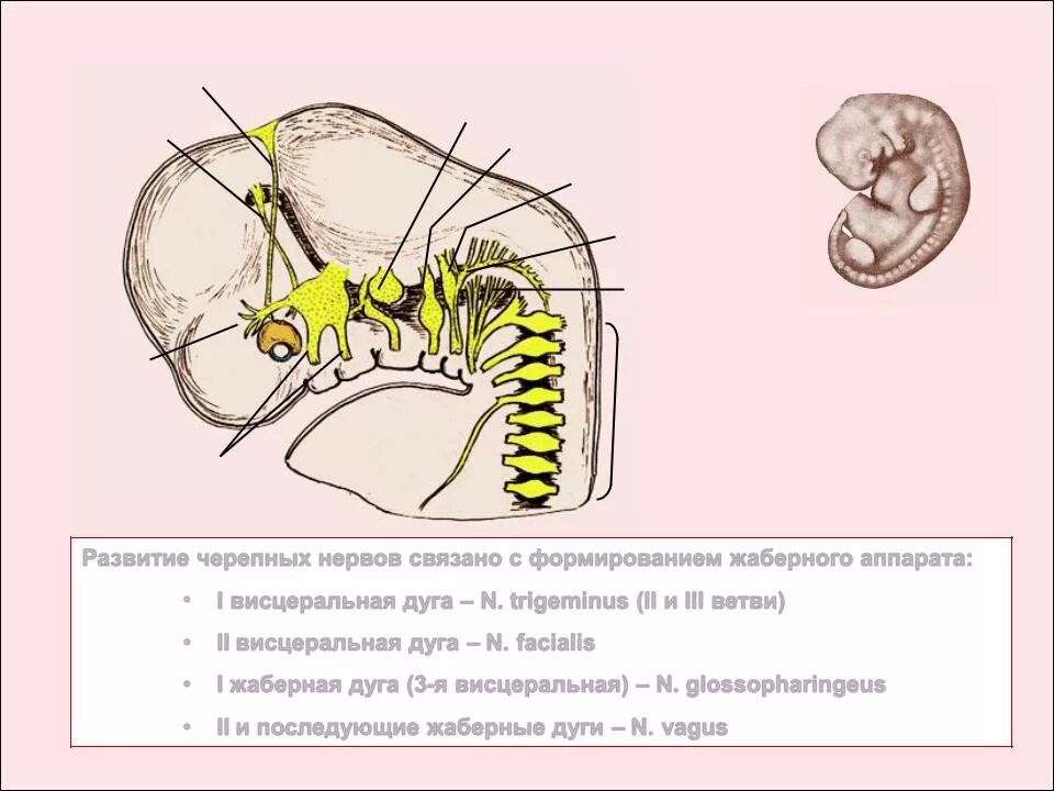 Аномалии развития нерва. Черепные нервы и жаберные дуги. Висцеральные жаберные дуги. Производные жаберного аппарата.