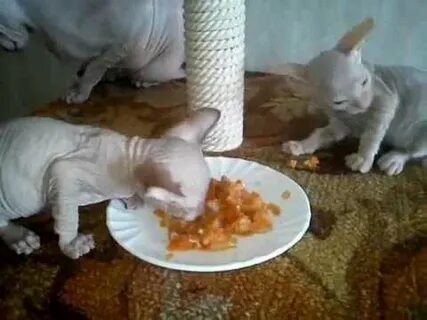Котятам сфинкса месяц чем кормить