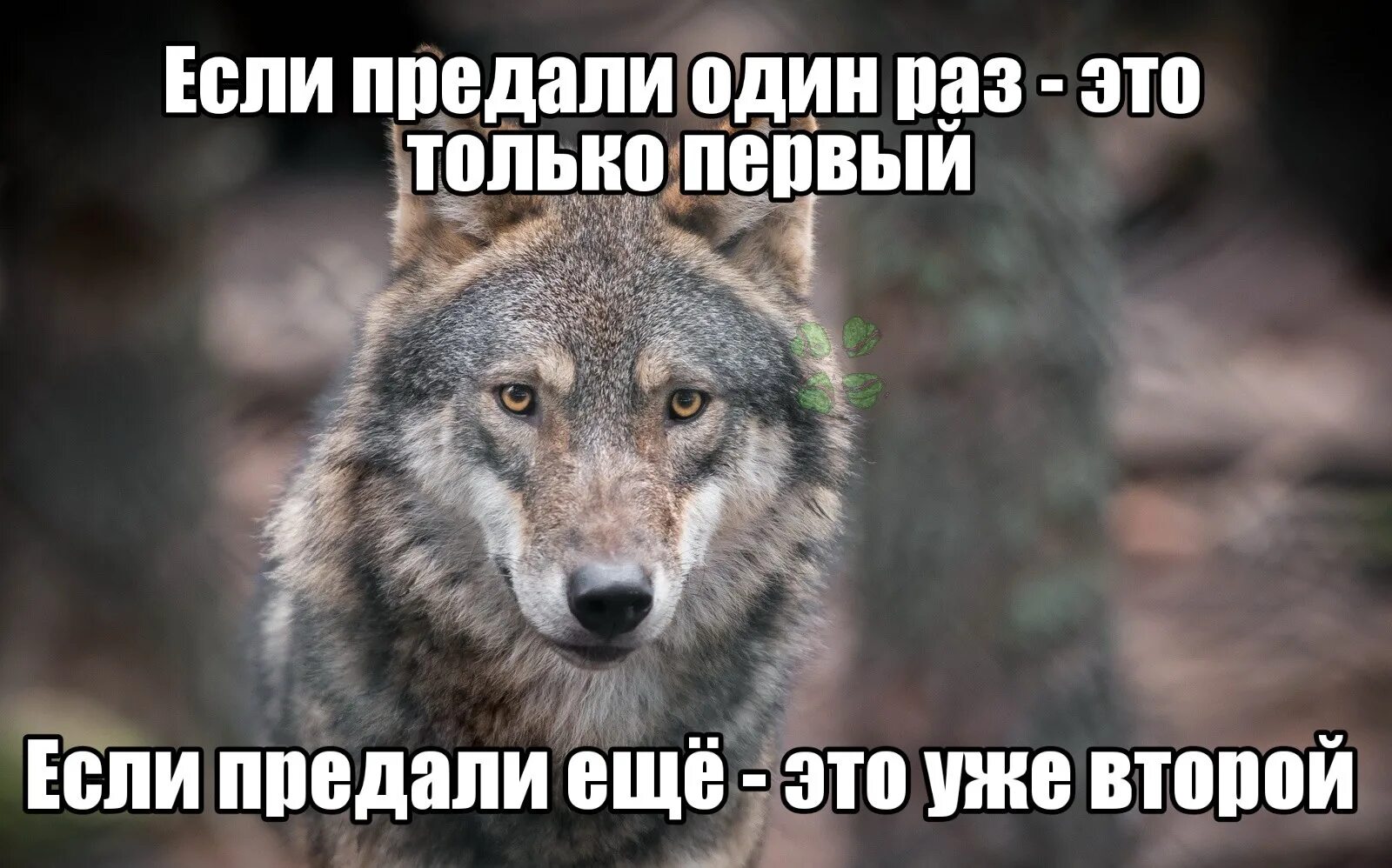 Больше одной за раз не получить. Волк Мем. Если тебя предали один раз. Мемы с волками. Мемы с волками и Цитатами.