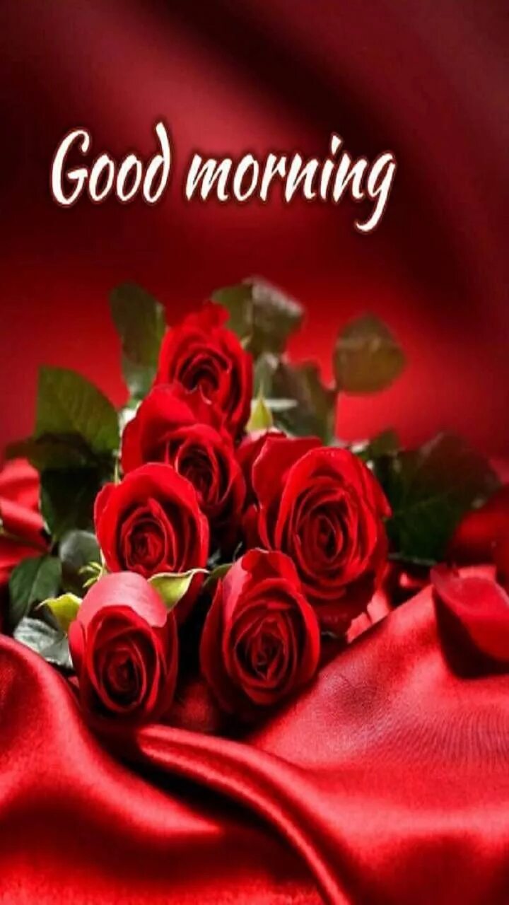 The best roses. Красивые красные розы. Доброе утро любимая миллион роз. Красивые цветы розы. Розовые розы.
