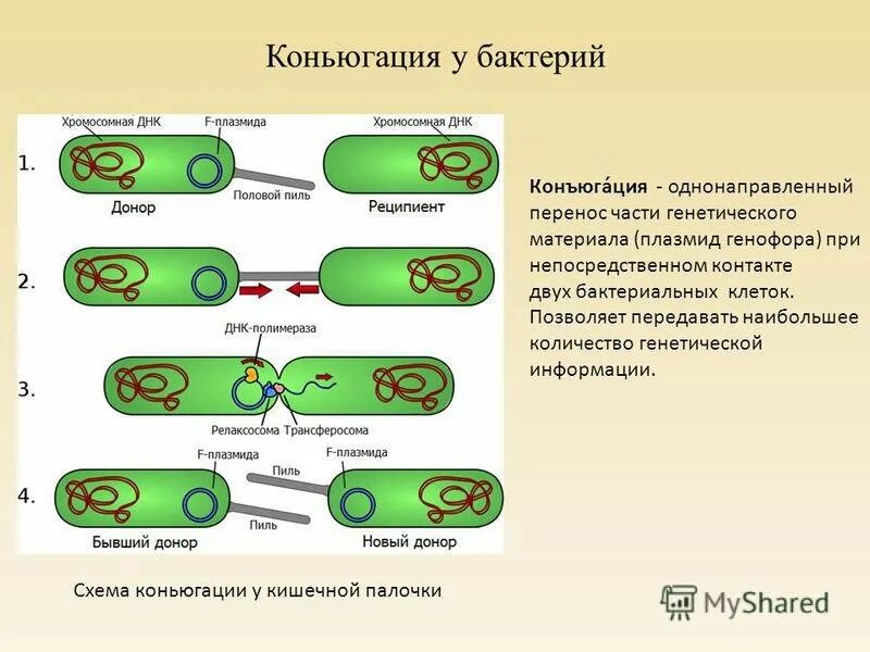 Половой процесс бактерий конъюгация. Конъюгативные плазмиды бактерий. Половая конъюгация у бактерий. Конъюгация инфузорий ЕГЭ биология. Элементы плазмид