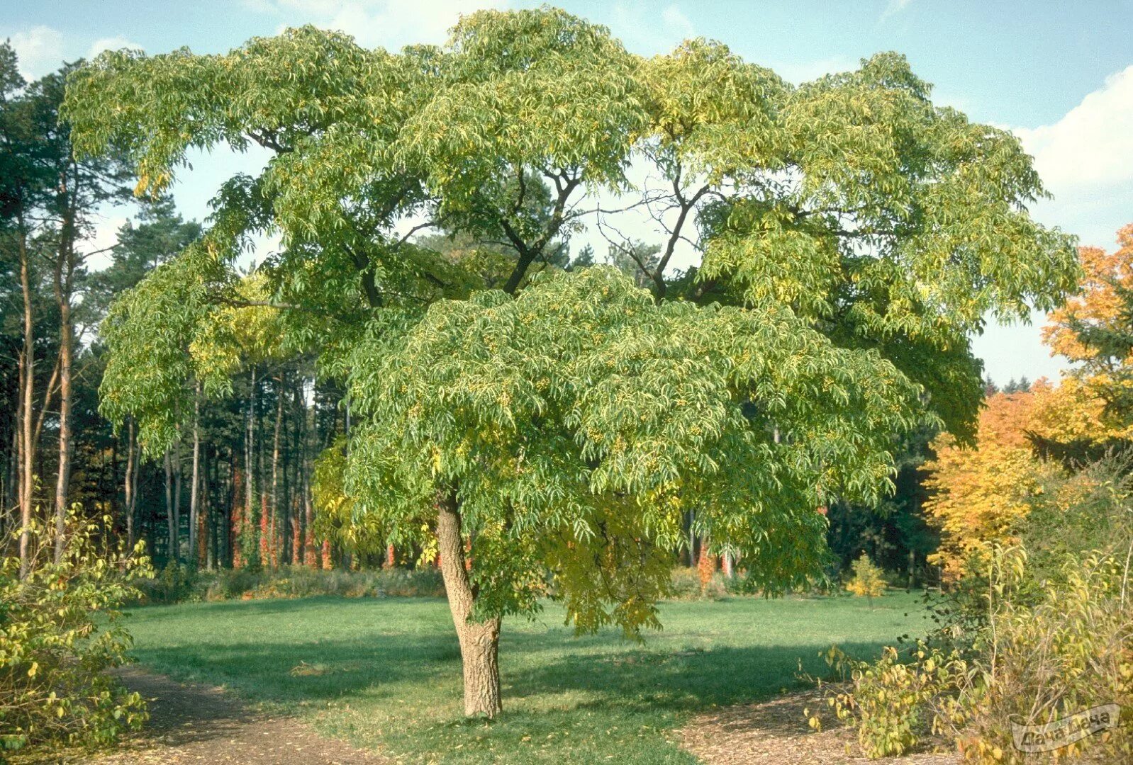 Сонник есть дерево. Бархат Амурский -Phellodendron amurense. Бархат Амурский пробковое дерево. 1. Бархат Амурский (Phellodendron amurense. Амурский бархат пробковое дерево Приморье.