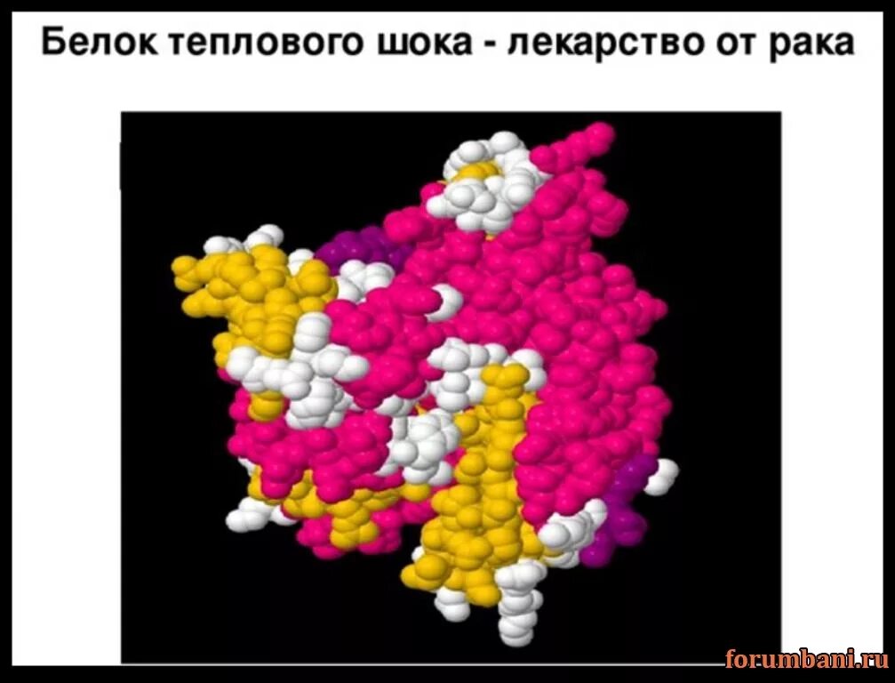 Белок теплового шока хламидий