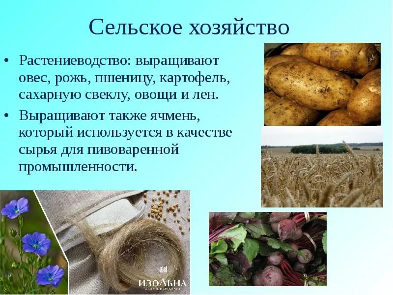 Каучук районы выращивания. Лен сельскохозяйственная культура. Сельскохозяйственные культуры сельскохозяйственные культуры. Картофель техническая культура. Растениеводство лен.