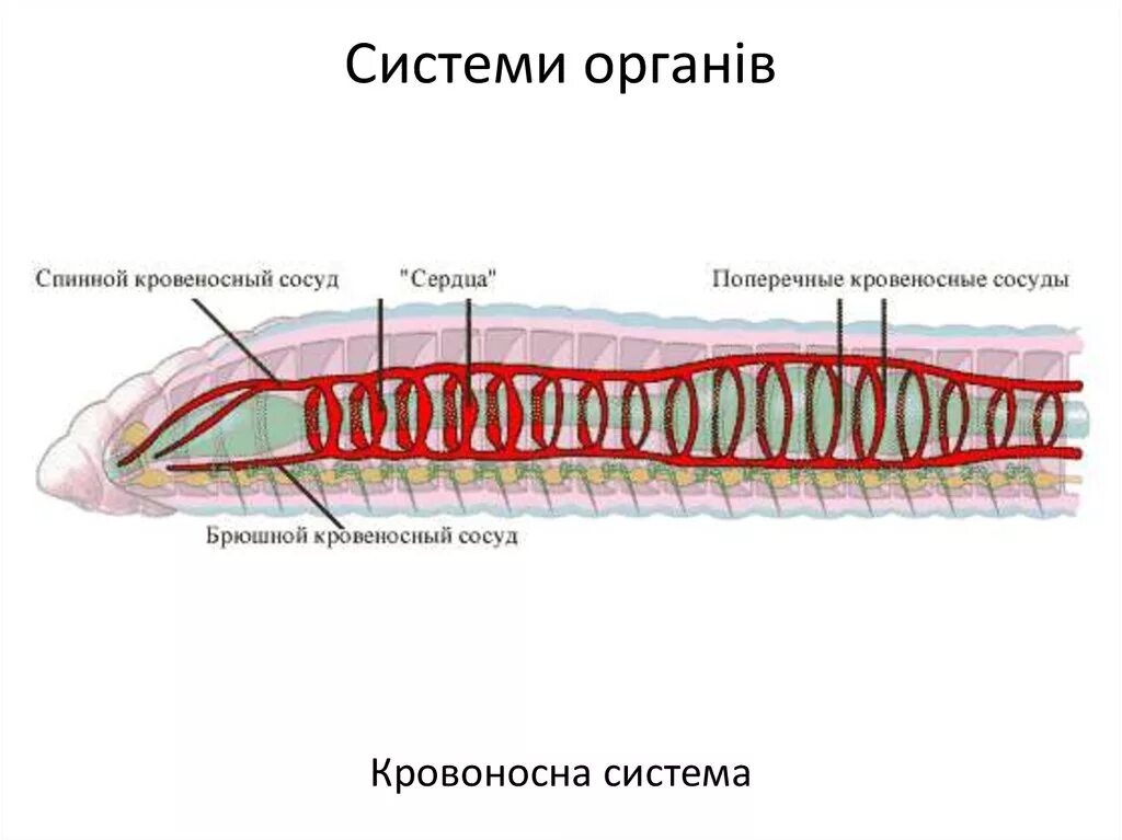 Кровообращение червей. Строение кровеносной системы кольчатых червей. Кровообращение кольчатых червей. Кольчатые черви кровеносная система. Строение кровеносной системы червя.