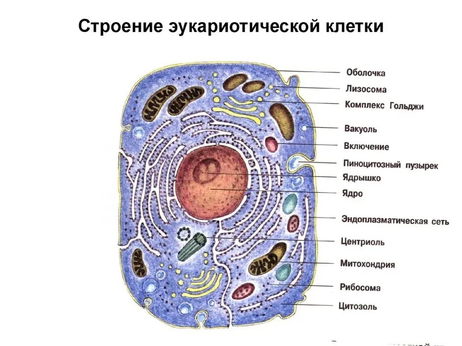 Вещества клетки животных. Вещества клетки животных. Органические вещества белки жиры углеводы биология. Таблица органические и неорганические вещества 9 класс биология. Вещества клетки животных.