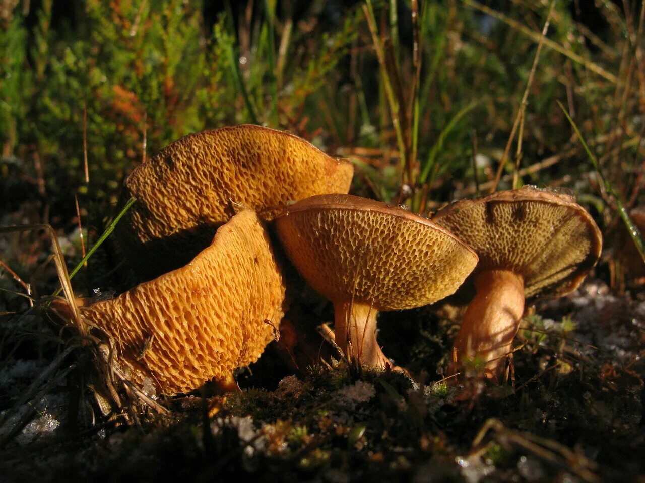 Трубчатый гриб 7. Козляк (Suillus bovinus). Масленок Козляк моховик. Гриб моховик (Козляк. Гриб Козляк съедобный.