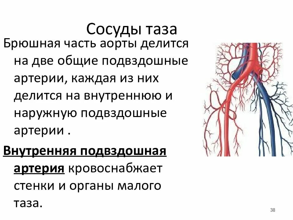 Наружная и внутренняя подвздошные вены. Общая подвздошная артерия анатомия. Общие подвздошные артерии и вены. Общая подвздошная артерия кровоснабжает.